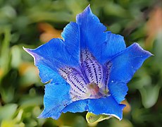 Gentiana acaulis (gentiane sans tige) .jpg