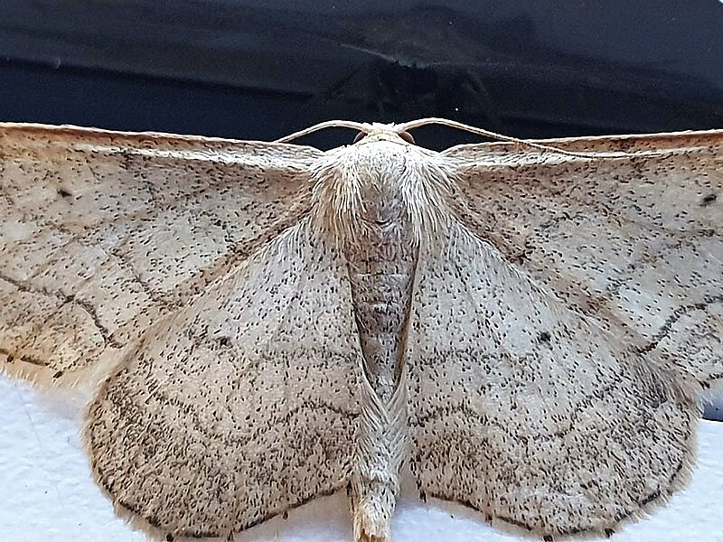 File:Geometridae - Idaea aversata - 4.jpg