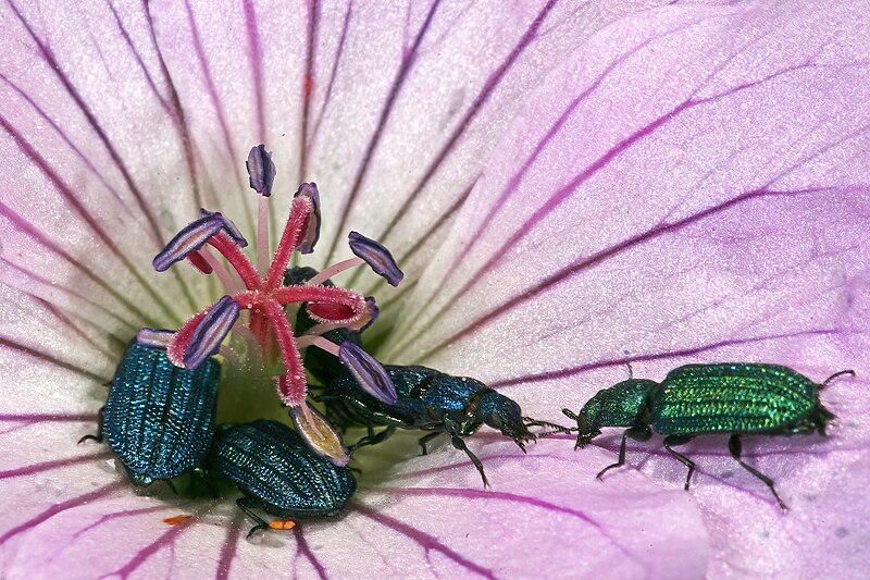 File:Geranium incanum 1DS-II 1-C3633.jpg