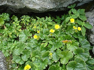 <i>Geum radiatum</i>