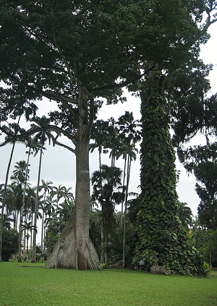 File:Ghana Aburi Botanical gardens (3).jpg