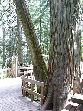 Giant Cedar Trail