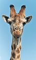 Giraffe-closeup-head.jpg