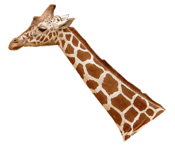 File:Giraffenhals.png