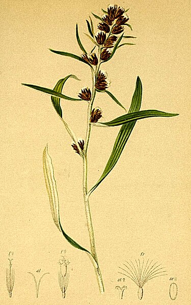 File:Gnaphalium norvegicum Atlas Alpenflora.jpg