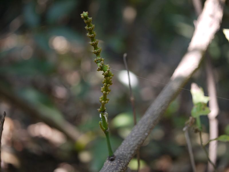 File:Gnetum scandens (5447923986).jpg