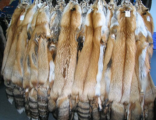 Gold fox fur skins