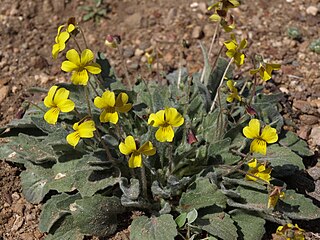 <i>Viola purpurea <span style="font-style:normal;">var.</span> aurea</i> Variety of flowering plant