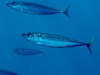 Blue mackerel Species of fish