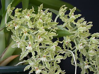 <i>Gomesa</i> Genus of orchids