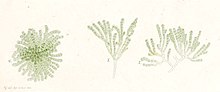 Gongrosira viridis as Gongrosira sclerococcus.jpg