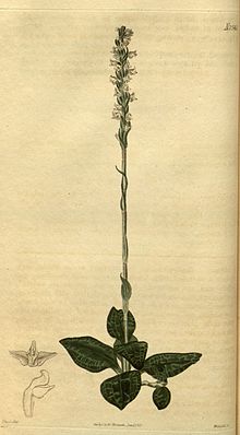 Goodyera pubescens - Curtis '52 pl. 2540 (1825) .jpg