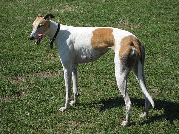 Greyhound