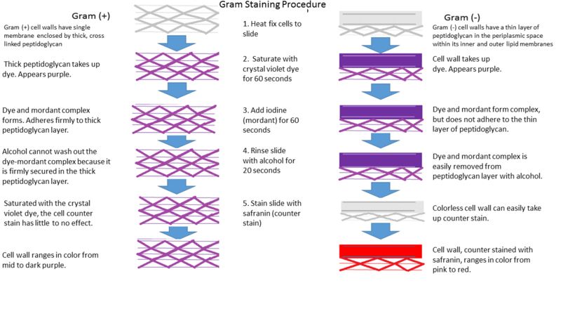 File:Gram Stain.png