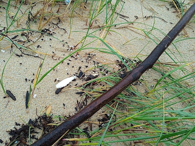 File:Granulado na praia de Ladeira, Corrubedo 2.jpg