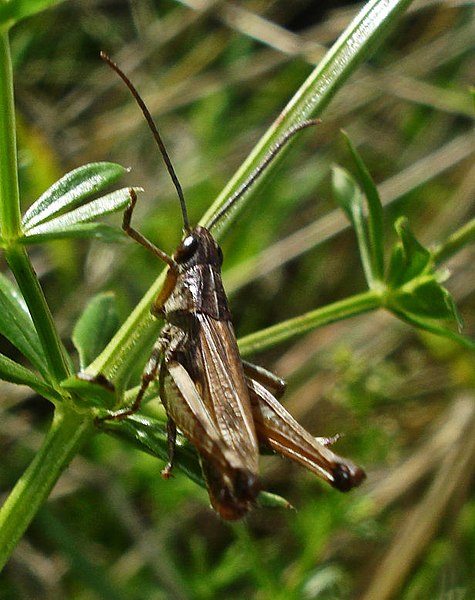 File:Grass hopper (3750126255).jpg