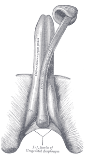 Penis enlargement Increase size of the Human Penis