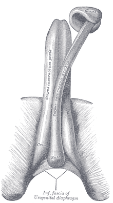 corpus cavernosum pénisz)