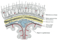 Diagrammatic section of head.