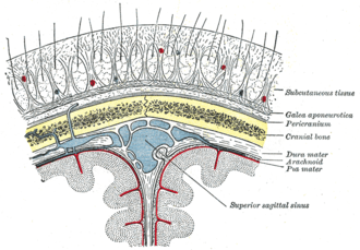 Layers of the skull and brain Gray1196.png