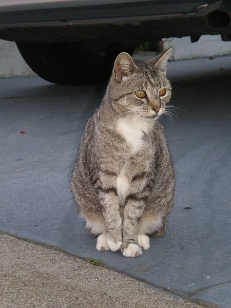 File:Gray tabby cat with left shoulder injuries 1.JPG