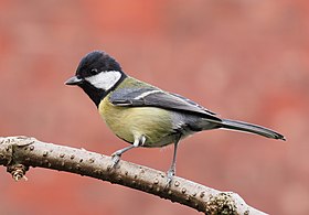 Một con chim có một cái đầu màu đen với một cái má trắng nổi bật, một cái lưng màu xanh lục, một cánh màu xanh với một cái vạch trắng nổi bật, và một cái bụng màu vàng.