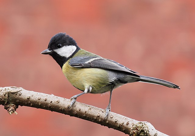 British tits - a painting of all 9 species of tits