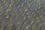 Thumbnail for File:Green rice sheaves planted in a paddy field with long shadows at golden hour in Don Det Laos.jpg