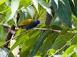 Bulbul.jpg de barriga cinzenta