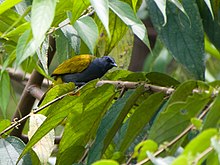 Abu-abu-bellied Bulbul.jpg