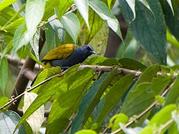 Бюльбюль сірочеревий (Ixodia cyaniventris)