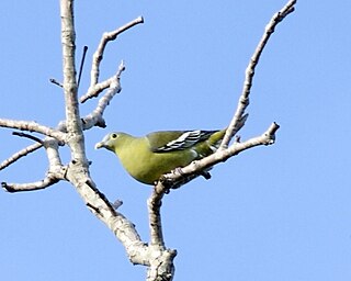 <span class="mw-page-title-main">Grey-cheeked green pigeon</span> Species of bird