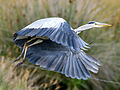 Grey Heron (Ardea cinerea) Photo taken at Gubbeen, County Cork, Republic of Ireland