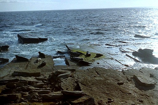 Grey seals on North Ronaldsay - panoramio