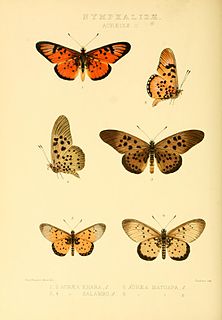 <i>Acraea matuapa</i> Species of butterfly