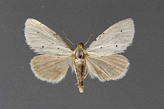 <i>Grotellaforma</i> Genus of moths