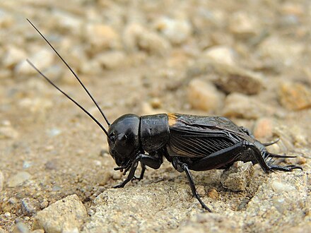 Фото сверчка. Сверчок полевой. Черный полевой сверчок. Gryllus desertus. Gryllus Campestris.