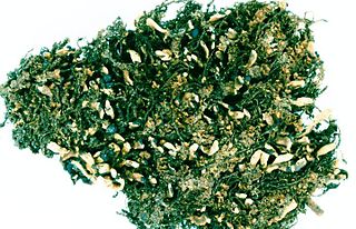 <i>Cetradonia</i> Genus of lichens