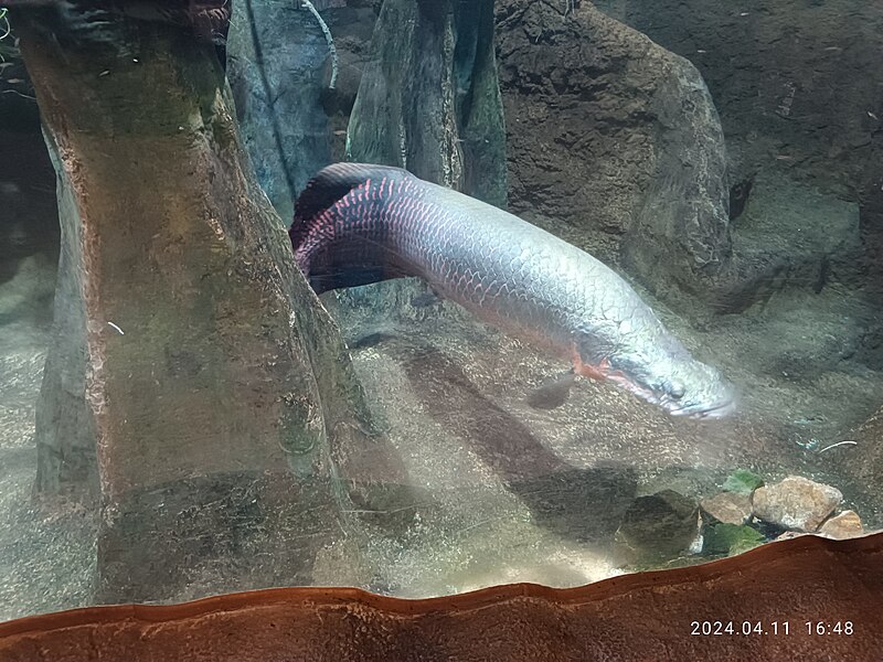 File:HK 港島 南區 Southern District 黃竹坑 Wong Chuk Hang 香港海洋公園 Ocean Park 熱帶雨林天地 Rainforest 生物 fish April 2024 R12S 844.jpg