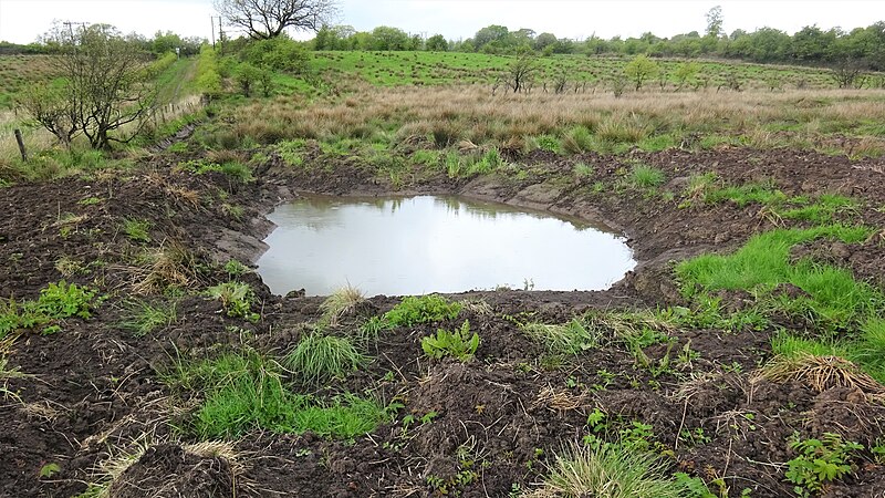 File:Habitat scrape, Barrmill, Dusk Water, North Ayrshire.jpg