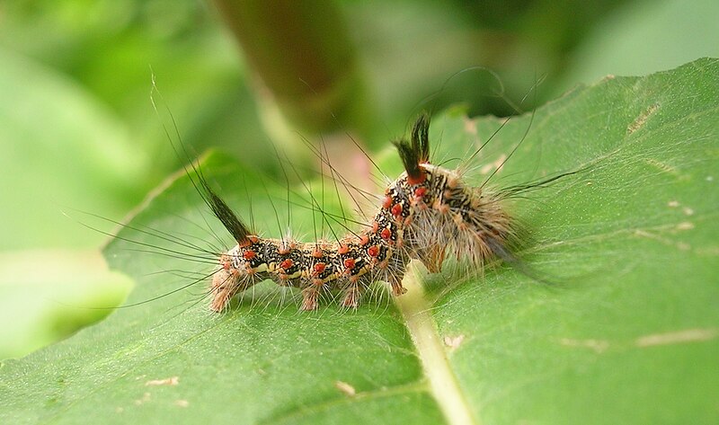 File:HairyCaterpillar.jpg