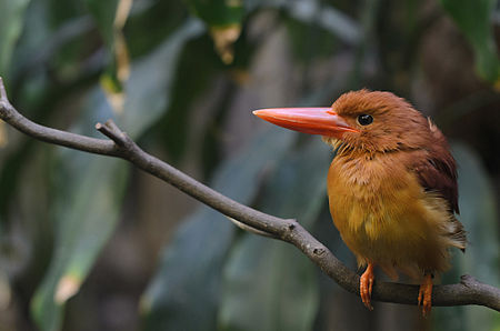 Halcyon coromanda -Ueno Zoo, Tokyo, Japan-8a.jpg