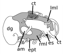 Haliotis asinina anatomy 3.png