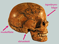 Uk: Theria Ik: Eutheria Boreoeutheria Öo: Euarchontoglires Euarchonta O: Primates Uo: Haplorrhini Io: Simiiformes Po: Catarrhini Öf: Hominoidea F: Hominidae Uf: Homininae T: Hominini Ut: Hominina S: Homo A: Homo sapiens Människa (kranium efter en 19-årig kvinna från 3000 f.Kr.) på Falbygdens museum, Västergötland.