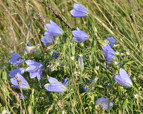 Harebell (Campanula rotundifolia)