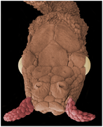 March 31: Head of the tentacled snake Erpeton tentaculatus under the scanning electron microscope.