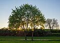 * Nomination Trees against the sinking sun in the Michelbachtal near Biberach, Heilbronn, Germany. --Aristeas 07:36, 12 June 2021 (UTC) * Promotion  Support Good quality. --Knopik-som 07:54, 12 June 2021 (UTC)