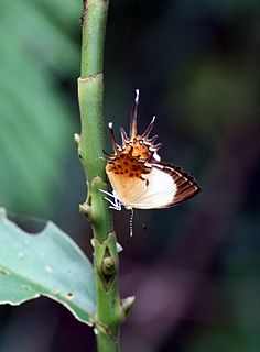 Helicopini Tribe of butterflies