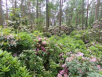 Helsinki Rhododendron -puisto 6.jpg