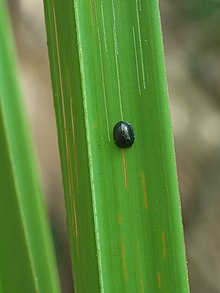 Hemisphaerota cyanea P1010619a.jpg